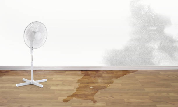 Best Mold removal after water damage  in Crescent City, FL