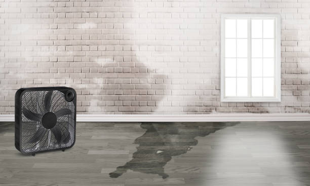 Best Water damage contractors near me  in Crescent City, FL